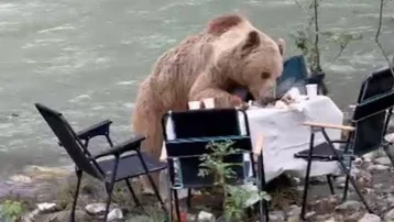Piknik masasında davetsiz misafir: Bozayı karnını doyurdu
