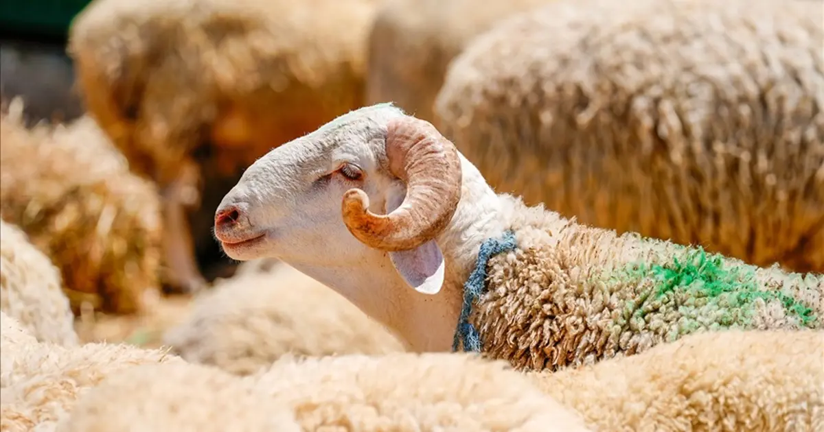 Kurban Bayramı 2026: Kurban Bayramı ne zaman, bayram tatili kaç gün olacak?