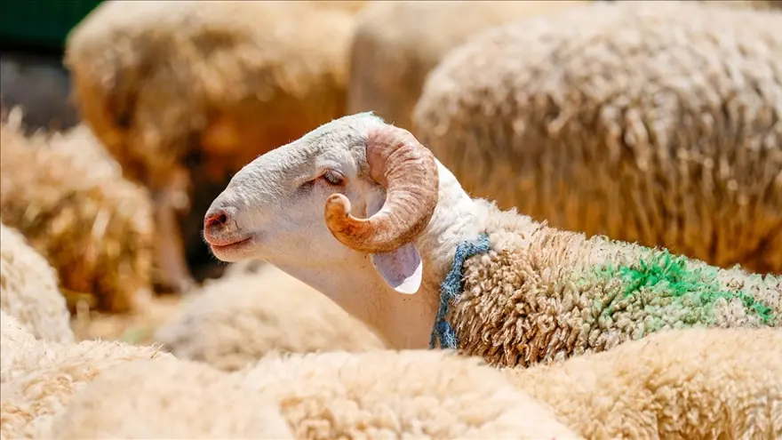 Kurban Bayramı tatili ne zamanlar başlıyor, kaç gün sürecek? 2026 Kurban Bayramı takvimi Kurban Bayramı tatili ne zamanlar başlıyor, kaç gün sürecek? 2026 Kurban Bayramı takvimi