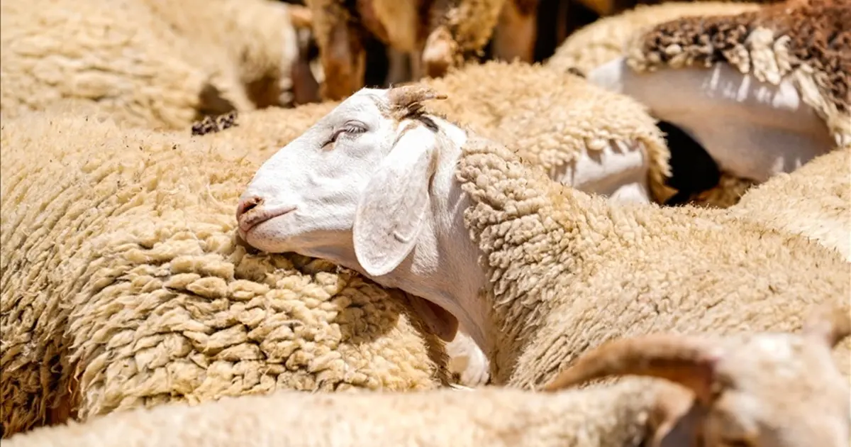 2026 Kurban Bayramı ne zaman? Bayram tatili kaç gün, 9 gün mü olacak?