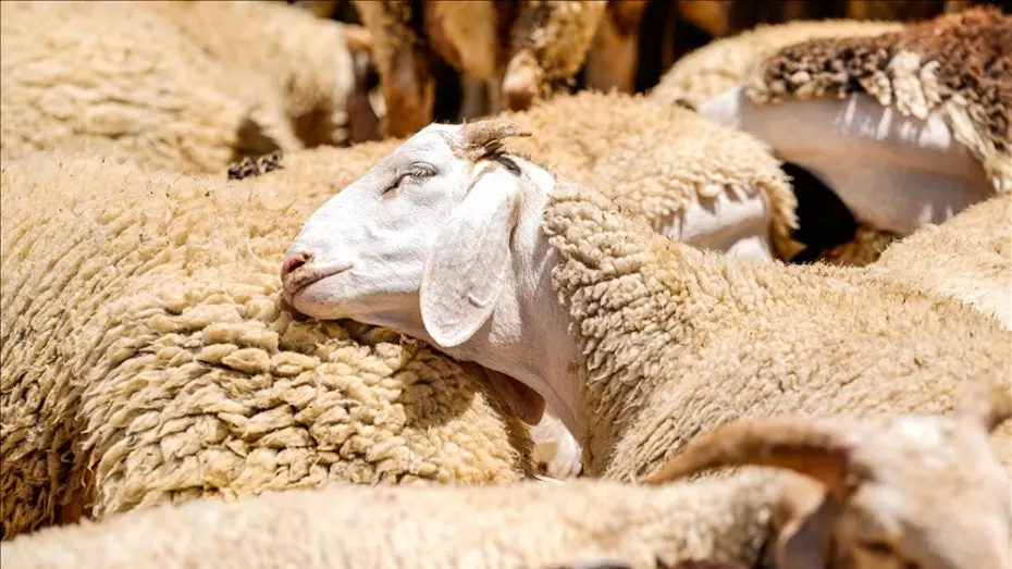 2026 Kurban Bayramı ne zaman? Bayram tatili kaç gün, 9 gün mü olacak?