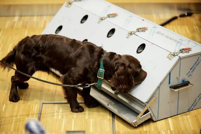 Kanser teşhisinde sıra dışı yöntem: Köpekler ve yapay zeka iş başında