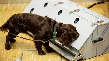 Kanser teşhisinde sıra dışı yöntem: Köpekler ve yapay zeka iş başında