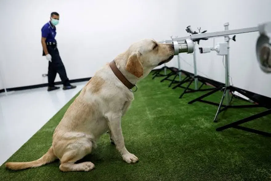Kanser teşhisinde sıra dışı yöntem: Köpekler ve yapay zeka iş başında 1