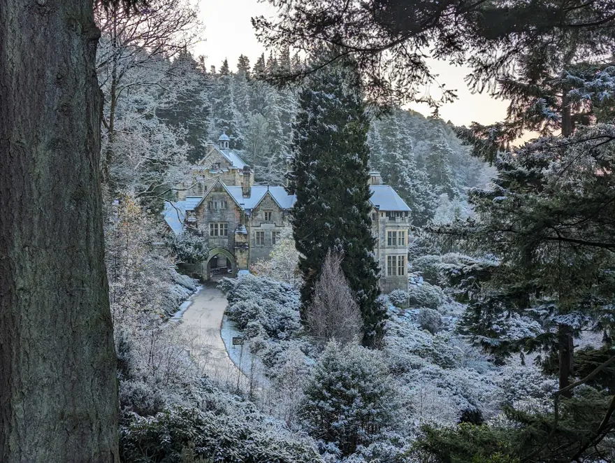 DÜNYANIN EN UZUN KESİLMİŞ NOEL AĞACI 2