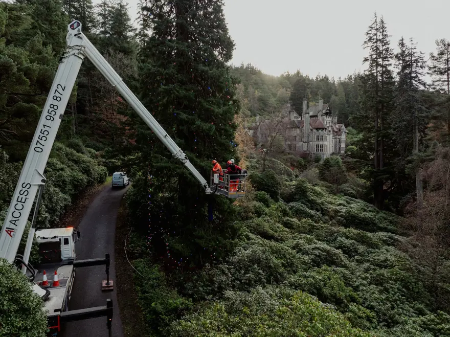 EN UZUN YAŞAYAN NOEL AĞACI 