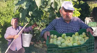 Yüzde 80'i döküldü ama değeri katlandı