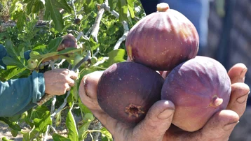 Günün ilk ışıklarıyla hasat başlıyor. Fenni gübre de kimyasal ilaç da kullanılmıyor