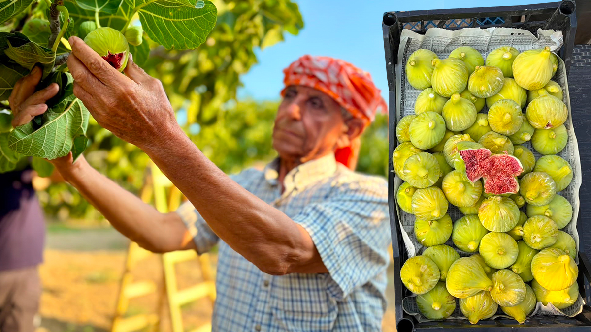 Asırlık lezzette hasat başladı. Tarlada 150, pazarda 350 TL'ye satılıyor