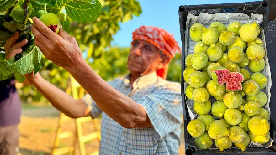 Asırlık lezzette hasat başladı. Tarlada 150, pazarda 350 TL'ye satılıyor 