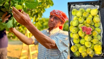 Asırlık lezzette hasat başladı. Tarlada 150, pazarda 350 TL'ye satılıyor