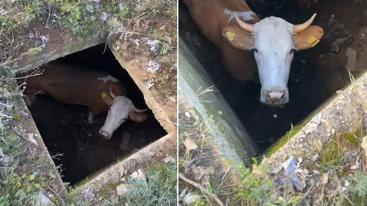 İneğin sekiz gün süren yaşam mücadelesi. Yağmur sularıyla hayatta kaldı