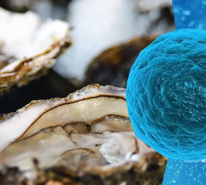 Bağırsaklardaki iltihabı temizliyor, hücreleri yeniliyor. Doğanın yağsız protein kaynağı