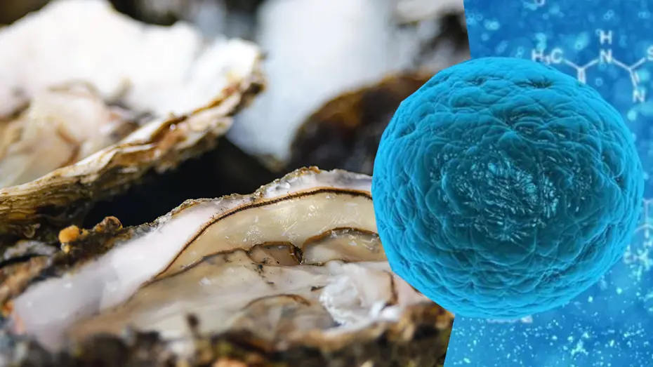 Bağırsaklardaki iltihabı temizliyor, hücreleri yeniliyor. Doğanın yağsız protein kaynağı