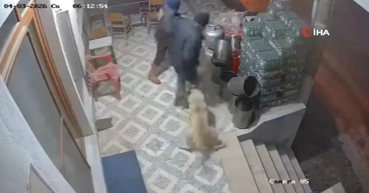 Manisa'da korkunç olay: Köpekler parmağını kopardı!
