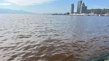 İzmir Körfezi'nde plankton patlaması. Deniz kahverengiye döndü
