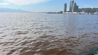 İzmir Körfezi'nde plankton patlaması. Deniz kahverengiye döndü