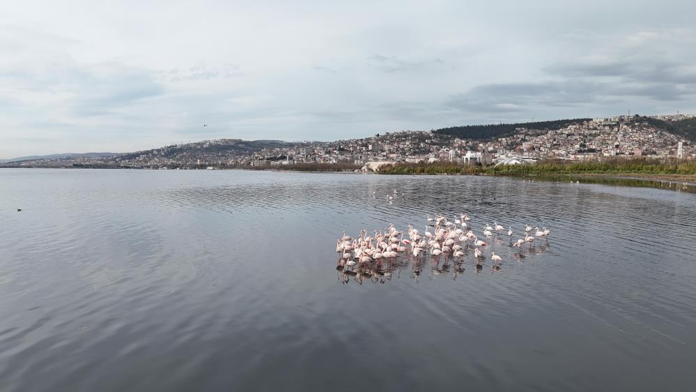 İzmit Körfezi'nin temizlenmesi flamingo sayısını iki kat artırdı