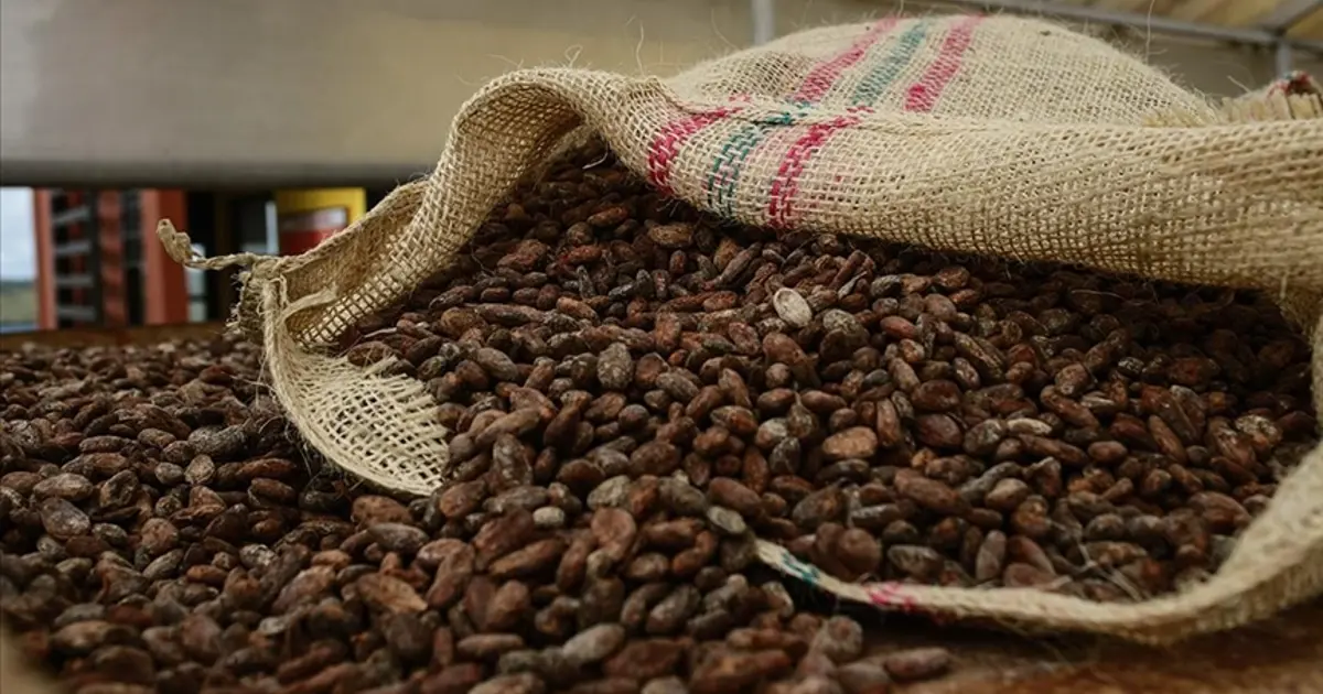 Kakao fiyatları yeniden yükselişte