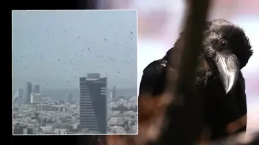 Tel Aviv’de gökyüzünü kargalar kapladı. Uğursuzluk saydılar
