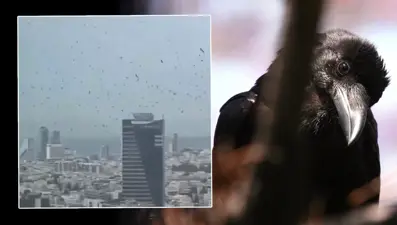 Tel Aviv’de gökyüzünü kargalar kapladı. Uğursuzluk saydılar