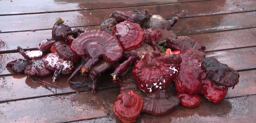 İnternette şifalı mantar dolandırıcılığı. Kalp ve böbreğe iyice geliyor vaadiyle binlerce dolar alıyorlar 1