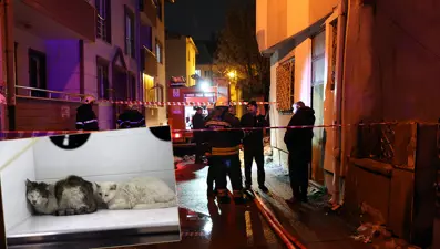 Evde yangın çıktı, 26 kedi öldü