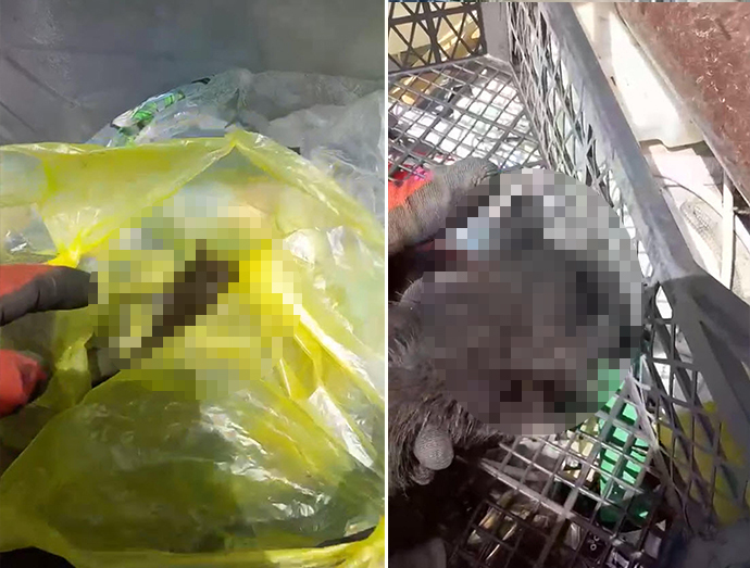 Muğla'da vahşet. Yavru kedileri ağzı bağlı poşetle çöpe attılar