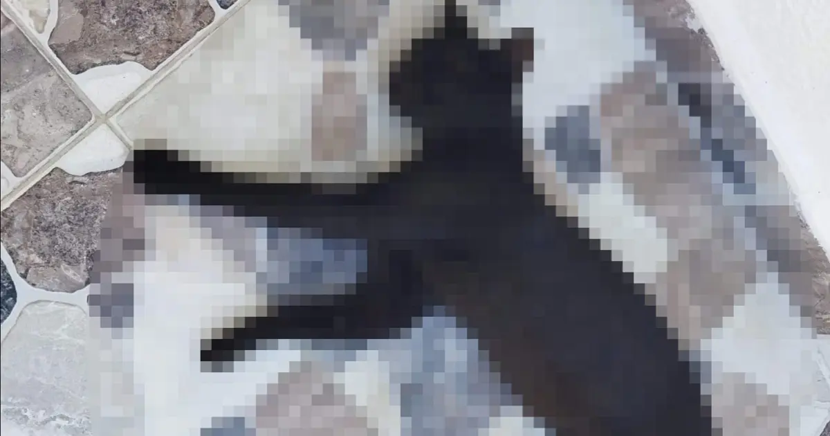 Kedileri öldürdüğü iddia edilen komşu için hapis istemi