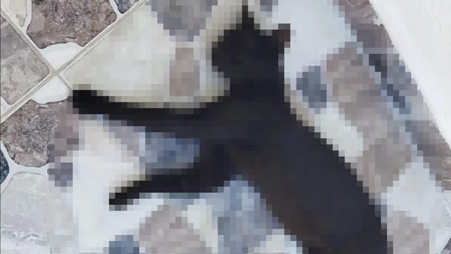 Kedileri öldürdüğü iddia edilen komşu için hapis istemi