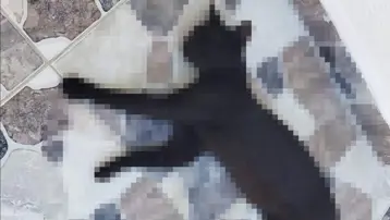 Kedileri öldürdüğü iddia edilen komşu için hapis istemi