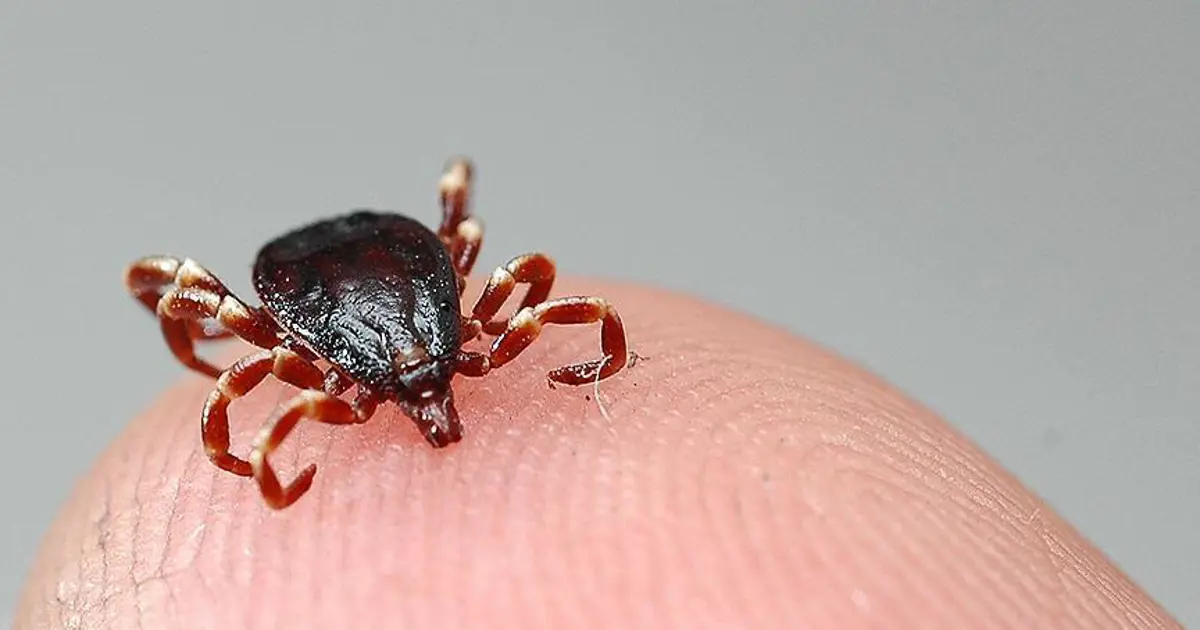 Sıcaklıklar arttı, kene sezonu açıldı