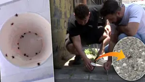 İstanbul'da kene paniği: Mahalleli elinde cımbızla kene avlıyor! "Bir haftada 500'ün üzerinde öldürdük"