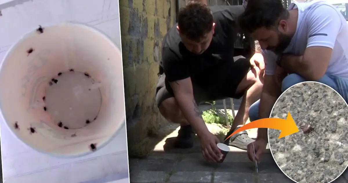 İstanbul'da kene paniği: Mahalleli elinde cımbızla kene avlıyor! "Bir haftada 500'ün üzerinde öldürdük"