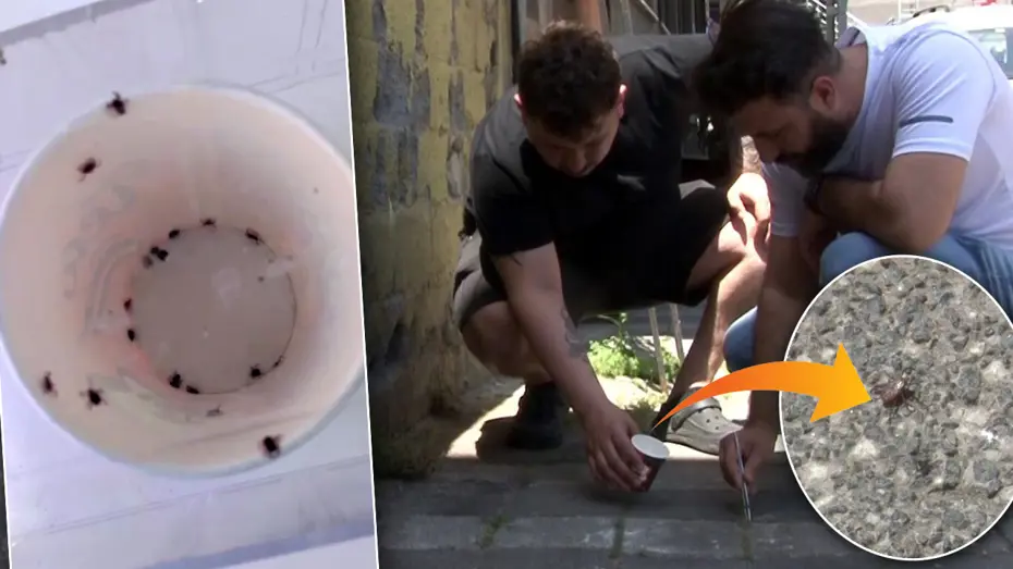 İstanbul'da kene paniği: Mahalleli elinde cımbızla kene avlıyor! 