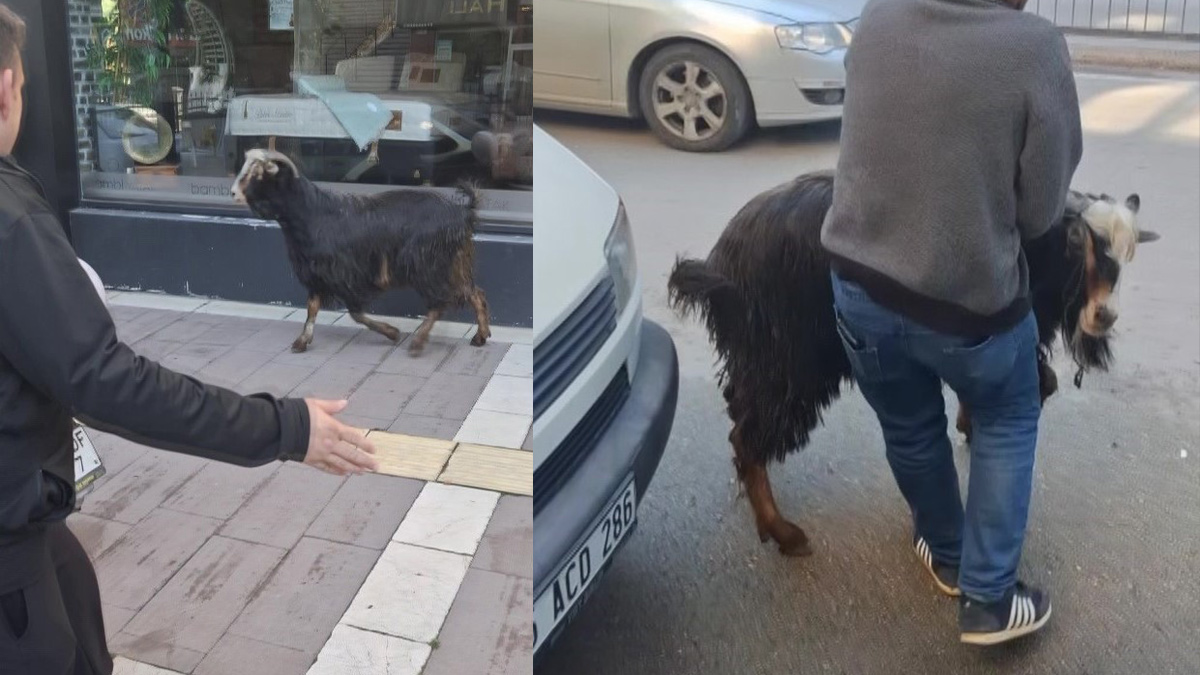 Amasya'da kurbanlık keçi kaçtı, vatandaşlar kovaladı