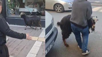 Amasya'da kurbanlık keçi kaçtı, vatandaşlar kovaladı