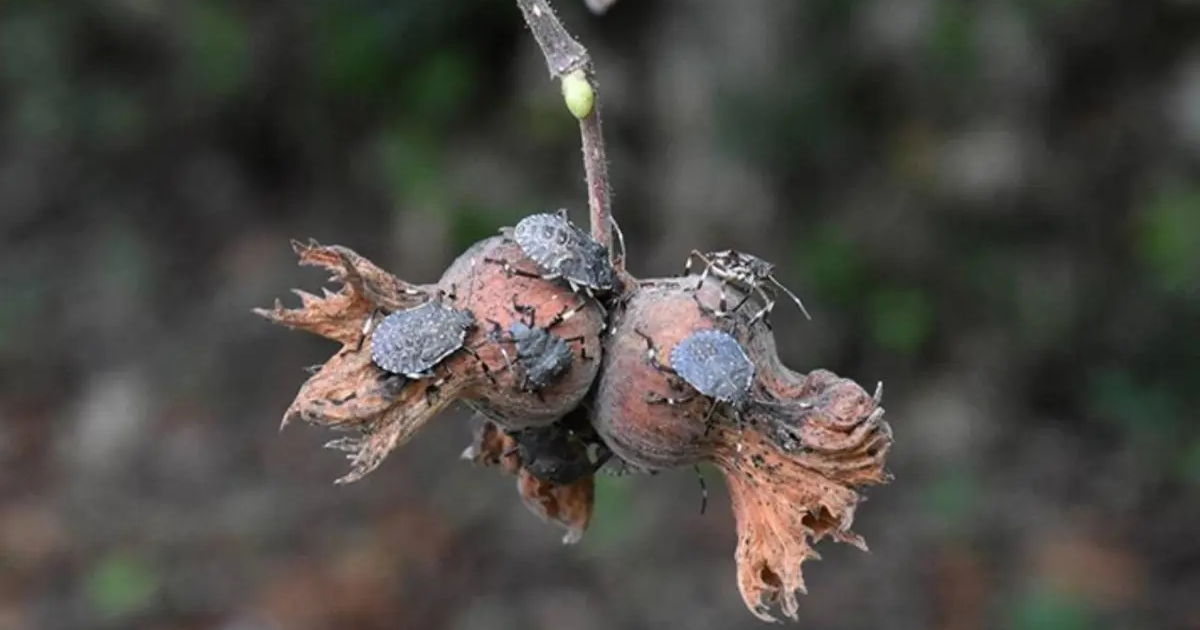 İstilacı türde yolun sonu göründü. Karadenizli fındık üreticinin kabusu bitiyor