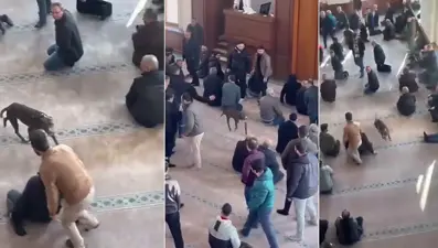 Camiye giren pitbullun sahibine adli ve idari işlem