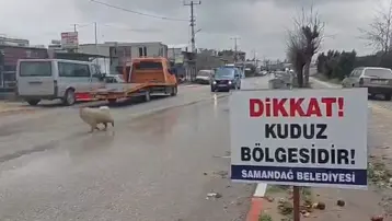 Hatay'da 4 semt kuduz dolayı karantinaya alındı
