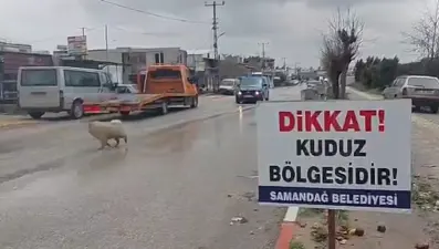 Hatay'da 4 mahalle kuduz nedeniyle karantinaya alındı