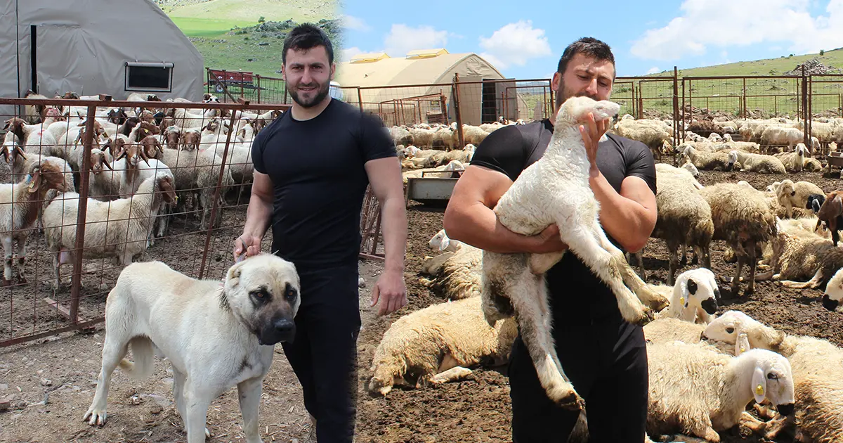 İşini bırakıp köyüne döndü. Sürüsünü iki yılda 13 kat büyüttü