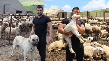 İşini bırakıp köyüne döndü. Sürüsünü iki yılda 13 kat büyüttü