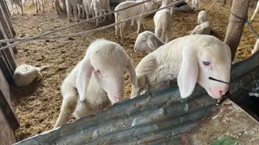Kurbanlık pazarlıkları başladı, fiyatlardaki yükseliş ilgi çekti