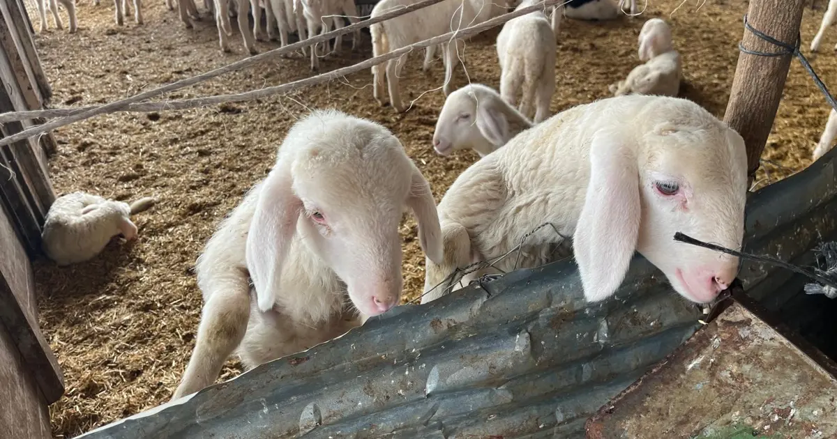 Kurbanlık pazarlıkları başladı, fiyatlardaki yükseliş dikkat çekti