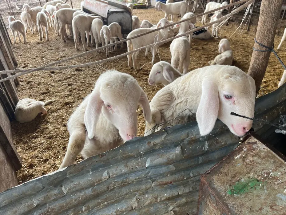 Kurbanlık pazarlıkları başladı, fiyatlardaki yükseliş dikkat çekti