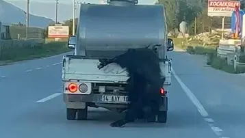 Kurbanlığı araçtan sarkıtarak kilometrelerce ilerledi