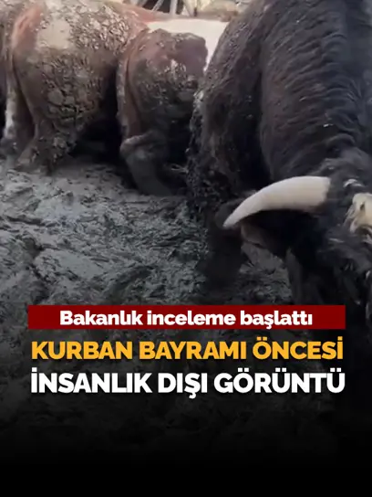 Kurban Bayramı öncesi insanlık dışı görüntü