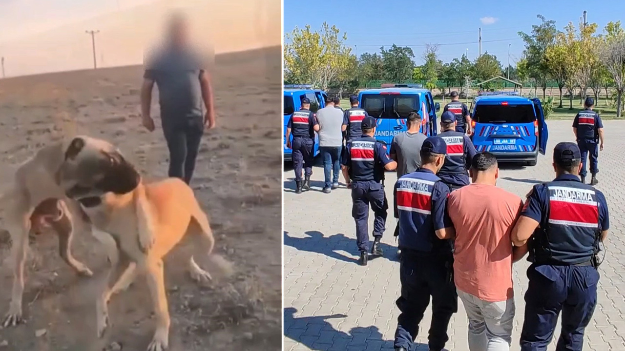Köpek dövüştüren şüphelilere gözaltı