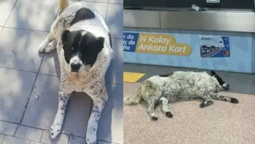 "Matmazel"i döverek katledenler işten atıldı